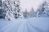 Fototapeta Na ścianę - Scenery of winter coniferous forest with trodden path