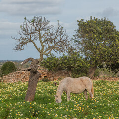 Wall Mural - Horse