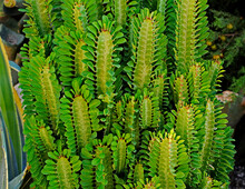Close Up Of Euphorbia Trigona