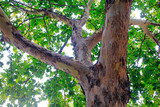 Fototapeta  - Close up photo of tree trunk of Paulownia fortunei