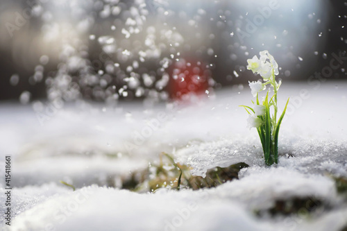 Obraz Dibond The first spring flowers. Snowdrops in the forest grow out of the snow. White lily of the valley flower under the first rays of the spring sun.