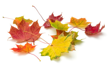 colorful autumn maple leaf isolated on white background
