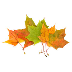 Wall Mural - colorful autumn maple leaf isolated on white background