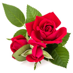 Fototapete - red rose flower bouquet isolated on white background cutout