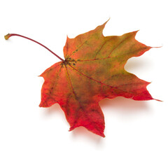 Wall Mural - colorful autumn maple leaf isolated on white