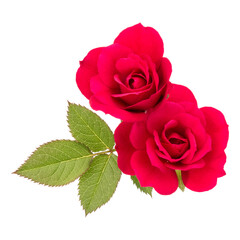 two red rose flowers  isolated with leaves on white background cutout