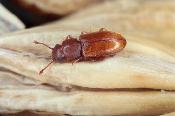 Wall Mural - Foreign grain beetle Ahasverus advena on grain. It is a common pest in food warehouses and homes.