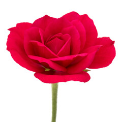 Fototapete - one red rose flower head isolated on white background cutout