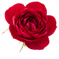 Fototapete - one red rose flower head isolated on white background cutout