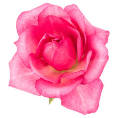 Fototapete - one pink rose flower isolated on white background cutout