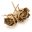 Two gold roses isolated on white background cutout. Golden dried flower heads, romance concept.