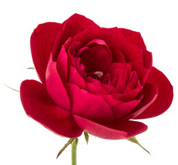 Fototapete - one red rose flower head isolated on white background cutout