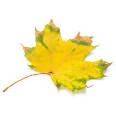 Wall Mural - colorful autumn maple leaf isolated on white