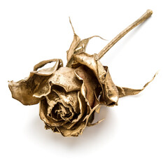 Fototapete - One gold rose isolated on white background cutout. Golden dried flower head, romance concept.