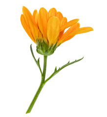 one chrysanthemum flower head on green stem isolated on white background closeup. Garden flower, no shadows, top view, flat lay.