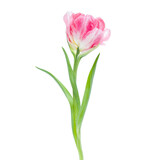 Fototapeta Tulipany - spring pink tulip flower isolated on white background closeup. Tulip in air, without shadow. Top view, flat lay.