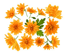 Chrysanthemum  Flowers Composition. Frame Made Of Orange Flowers On White Background, Without Shaddows. Festive Background. Flat Lay, Top View.