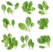 fresh green spinach leaves