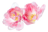 Fototapeta Kwiaty - Two spring pink tulip flower heads isolated on white background closeup. Tulip in air, without shadow. Top view, flat lay.