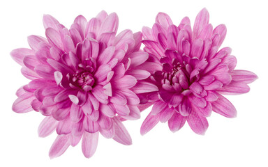 two chrysanthemum flower heads isolated on white background closeup. Garden flower, no shadows, top view, flat lay.