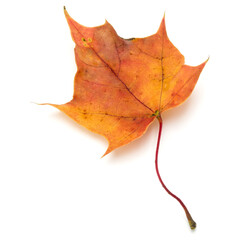 Wall Mural - colorful autumn maple leaf isolated on white