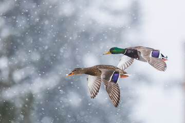 Wall Mural - Pair of Mallard Ducks With Wings Set Prepare to Land in a Winter Snowstorm