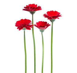 Wall Mural - Vertical red gerbera flowers with long stem isolated on white background. Spring bouquet.