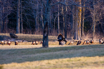 Wall Mural - Wild male turkey strutting his stuff for the females in Wisconsin