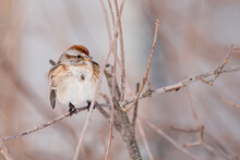 Front View Of American Tree Sparrow Closeup