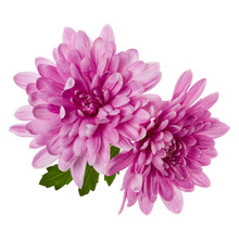 Two Chrysanthemum Flower Heads With Green Leaves Isolated On White Background Closeup. Garden Flower, No Shadows, Top View, Flat Lay.