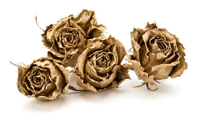 Wall Mural - gold roses isolated on white background cutout. Golden dried flower heads, romance concept.