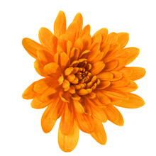 One Chrysanthemum Flower Head Isolated On White Background Closeup. Garden Flower, No Shadows, Top View, Flat Lay.