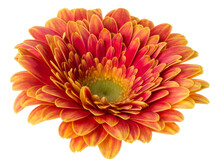   Orange Gerbera Flower Head Isolated Over White Background Closeup. Gerbera In Air, Without Shadow. Top View, Flat Lay.