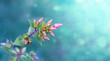 pink phlox flowers in buds, summer garden, background