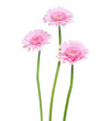 three Vertical pink gerbera flowers with long stem isolated on white background.