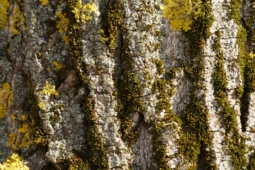 Poster - lichen on tree