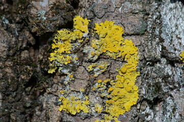 Canvas Print - Yellow lichen on the bark of a tree.