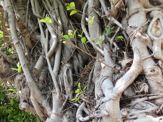 Banyan tree bark texture close-up. Exotic tropical giant plant Ficus Bengal in winter in Israel.