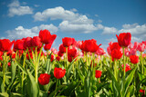 Fototapeta Maki - red tulip garden spring day. Blue sky with white puffy clouds.  Horizontal outdoor garden
