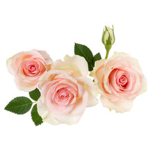 Three Pink Roses Isolated Over White Background Closeup. Rose Flower Bouquet In Air, Without Shadow. Top View, Flat Lay..