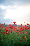 Fototapeta Panele - red poppy field