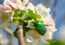 Rose Chafer On The Apple Tree Flowers On Blurred Background. Cetonia Aurata, Called The Rose Chafer Or The Green Rose Chafer, Is A Beetle, That Has A Metallic Structurally Coloured Green And A Disti.