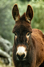 Mallorcan Donkey