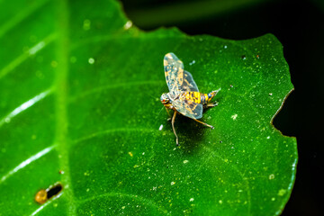 butterfly on leaf