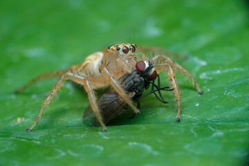 spider on a leaf
