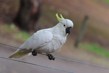 Wall Mural - white dove on a branch