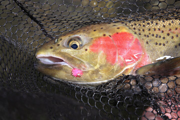 freshly caught steelhead trout in a net with pink fly lure in mouth closeup