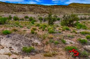 Solitary drought tolerant trees, Known commonly as the hedgehog cactus (Echinocereus sp.), east Utah