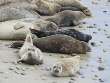 Harbor Seals Sunbathing On The Beach In Carpinteria, Santa Barbara County, California.