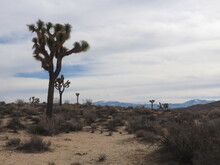 Scenic Mojave Desert With The San Gabriel Mountains In The Background, In California.